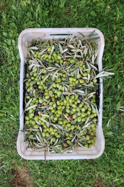 cassetta-olive