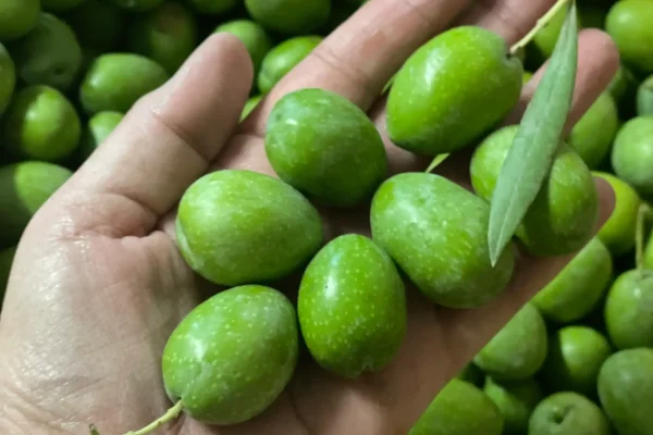 olive7