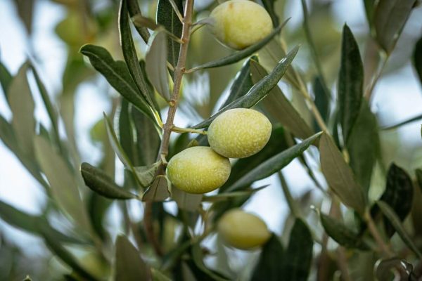 varieta di olive italiane