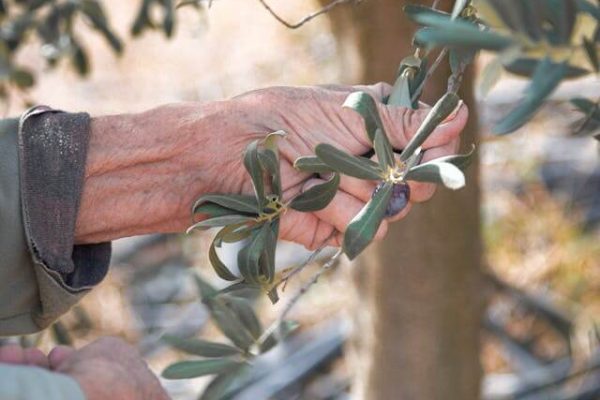 varieta di olive